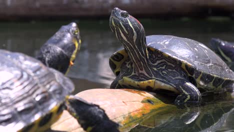 pond turtles study each other