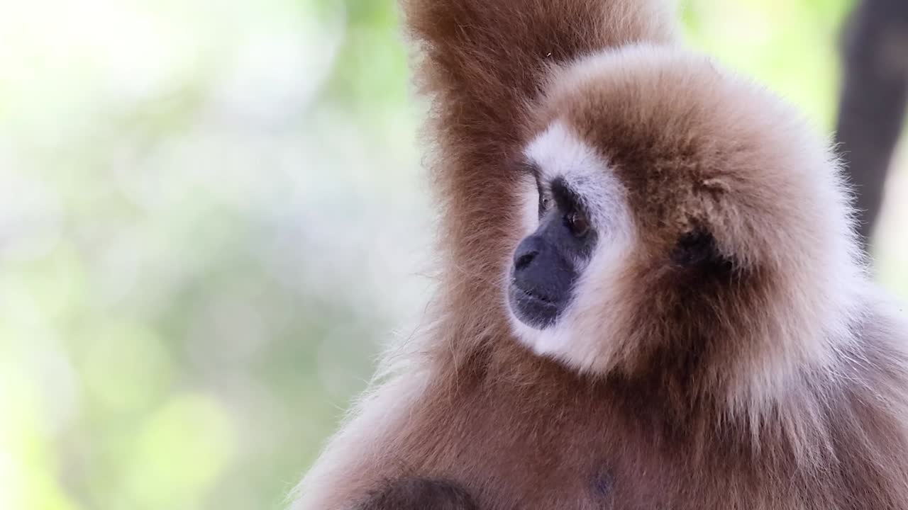 A gibbon is seen climbing and observing its surroundings amidst lush greenery.