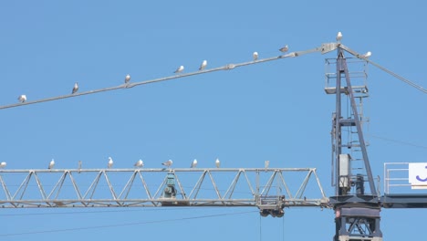 under a bright blue summer sky, seagulls perch on a construction crane overlooking the beachside waterfront in alicante, spain