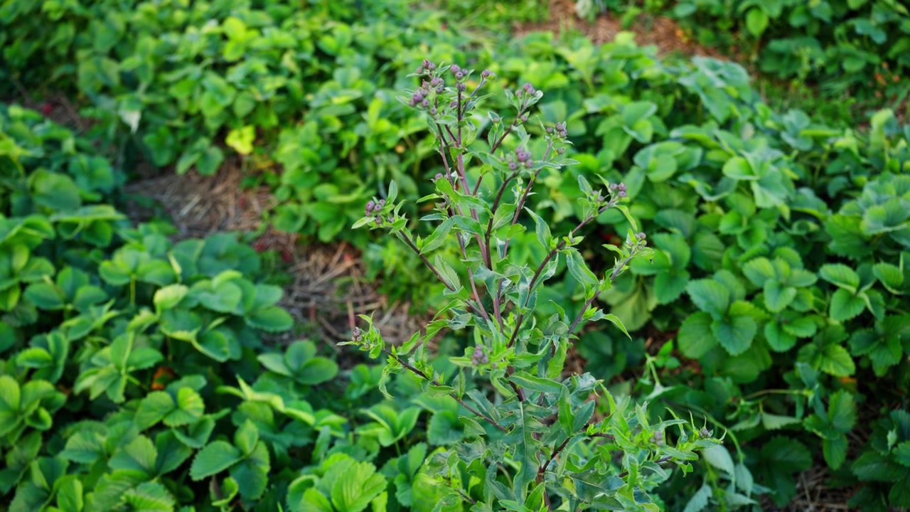 Close-up of a flowering weed growing among strawberry plants in a garden bed, with green leaves, soft focus and natural summer farming detail.