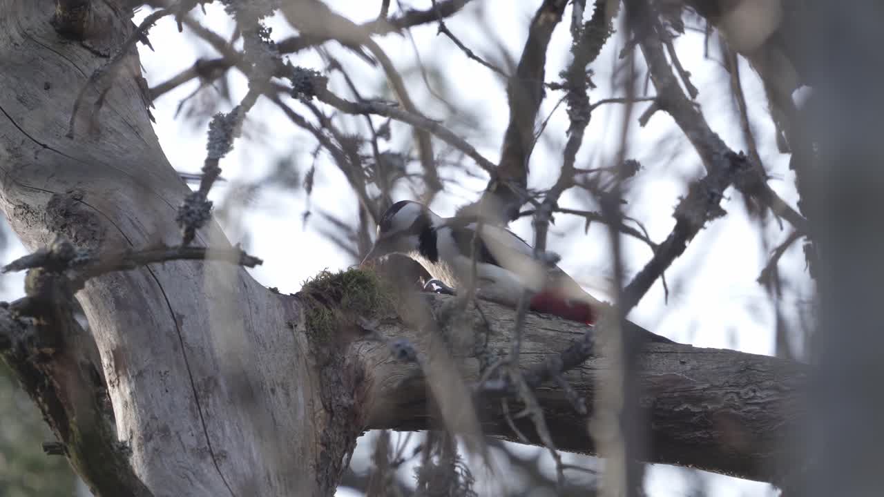 Slow motion footage of a woodpecker sittin on a tree branch