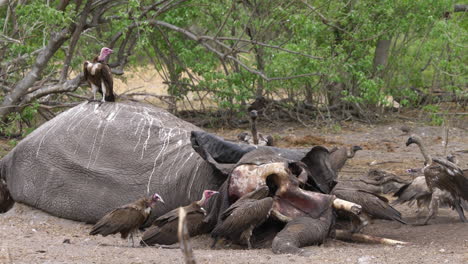 Los-Buitres-Comen-Un-Elefante-Muerto-Y-Pelean-Por-Las-Sobras