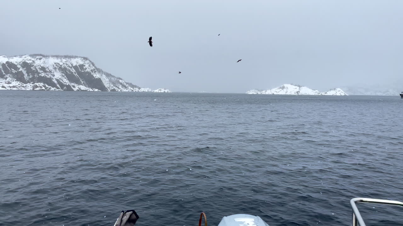 흰꼬리 독수리는 눈 덮인 산과 바위가 배경에 있는 배 뒤에서 볼 때 바다를 향해 원을 그리며 잠수합니다.