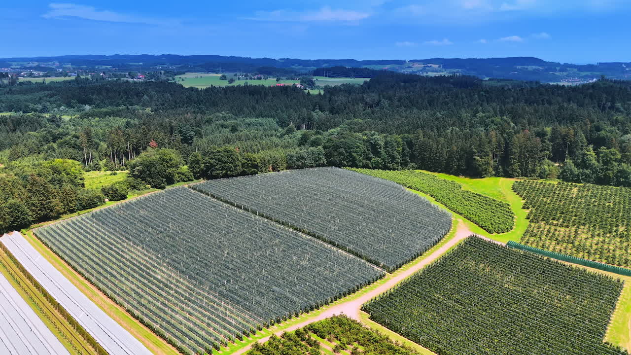 Modern farm with agricultural fields surrounded by pine tree woods. Aerial perspective on the picturesque countryside on sunny day