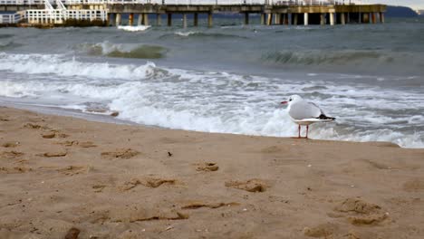 Seagulls-on-Sandy-Beach-of-Baltic-Sea,-Gdansk,-Poland