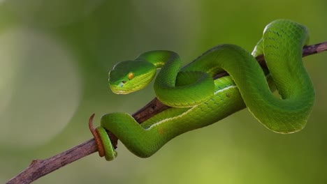 the white-lipped pit viper is a venomous pit viper endemic to southeast asia and is often found during the night waiting on a branch or limb of a tree near a body of water with plenty of food items