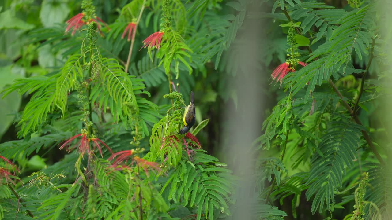 A small bird perched among lush green foliage with vibrant red flowers