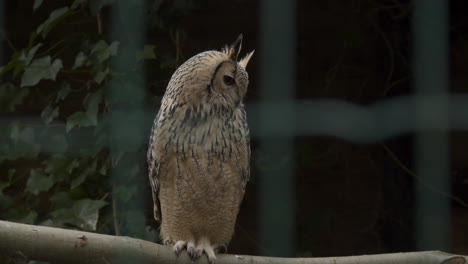 retrato de búho indio sentado en una rama en una gran jaula de pájaros