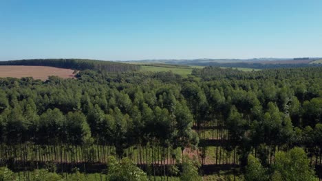 Eucalyptus-hardwood-timber-plantation-in-Brazil,-South-America