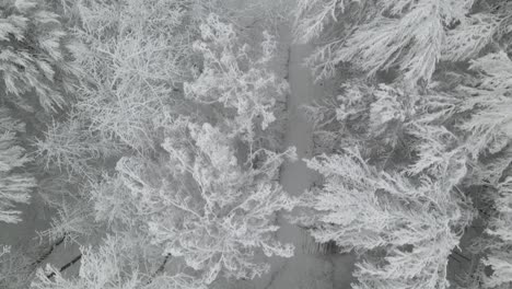 White-Snow-Covered-Trees-In-A-Forest-In-Poland---aerial-shot