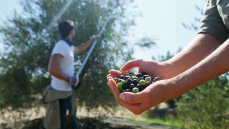 landwirt hält eine hand voll oliven in farm 4k