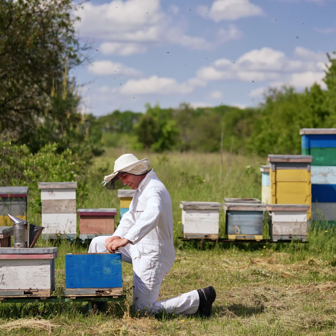 Rural bee farm in the picturesque scenery. Beekeeper comes and kneels at the beehive to check it