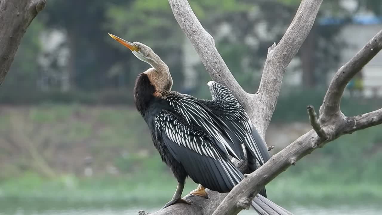 pájaro grúa sentado en un árbol en el parque
