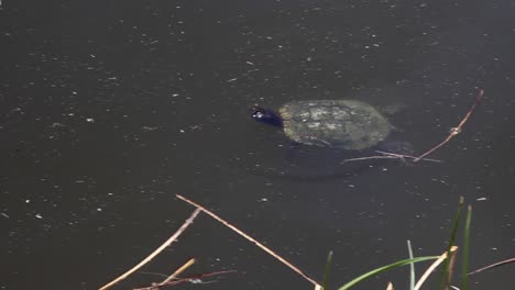 A-turtle-surfaces-from-the-dark-water-of-a-local-pond,-Fountain-Hills,-Arizona