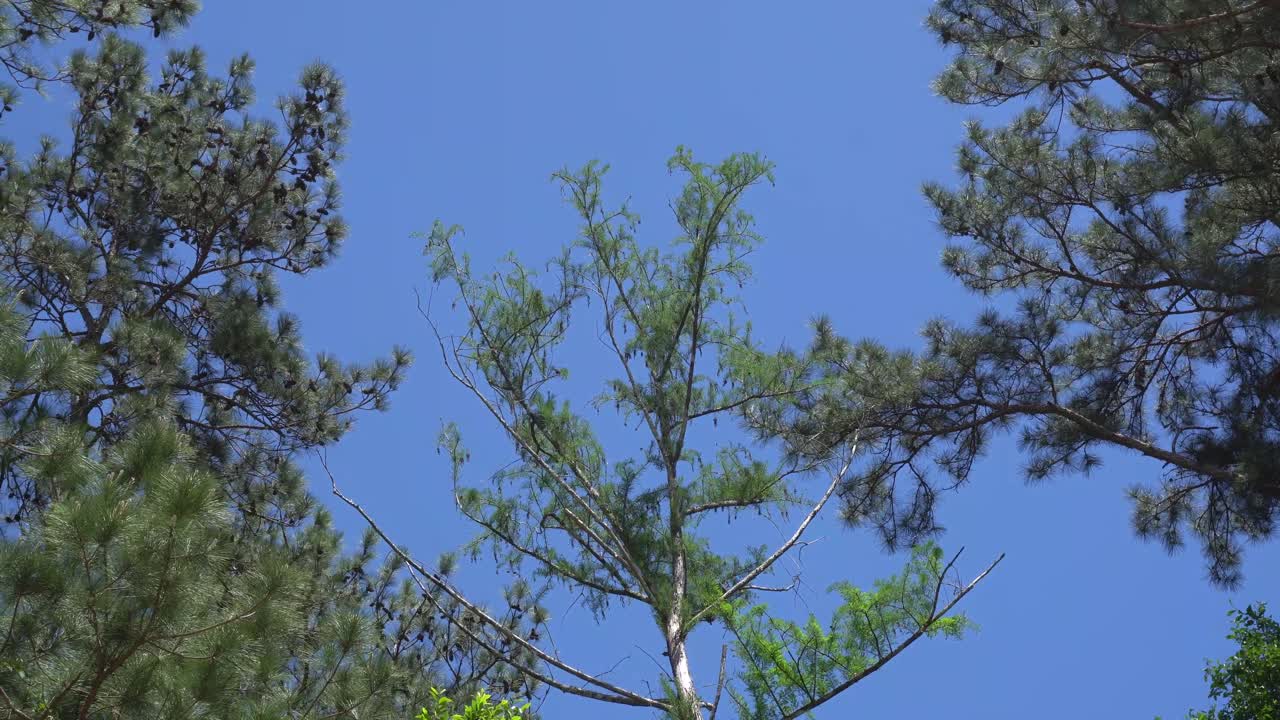 This is a video of several tall trees, swaying in the wind, with clear blue skies in the background