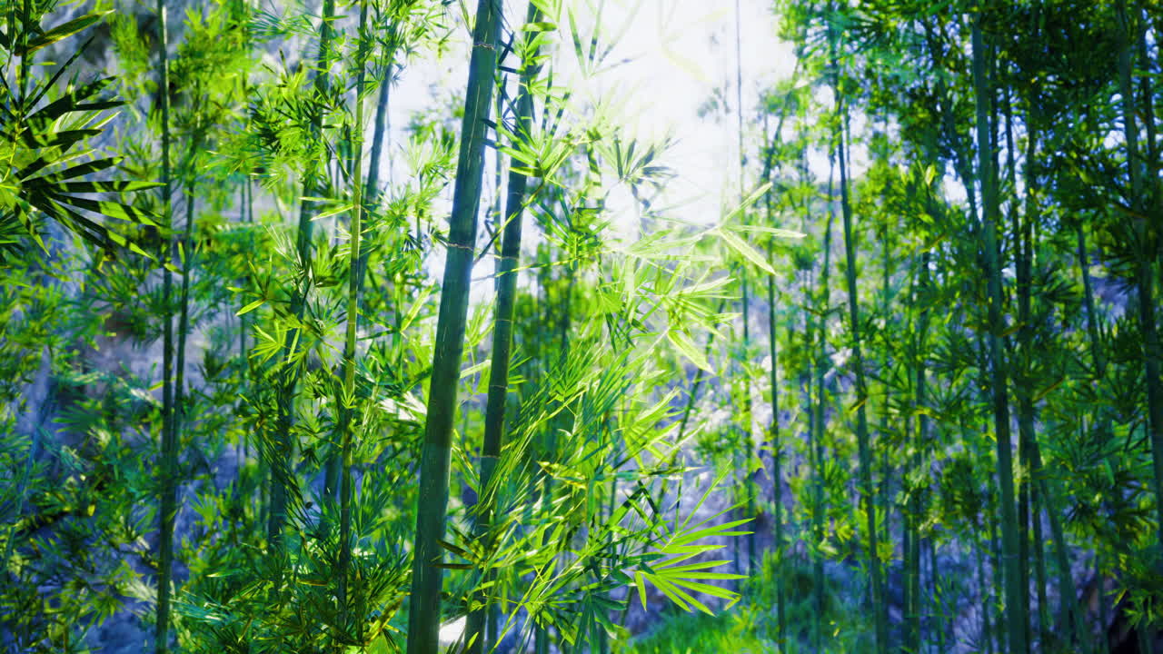 Lussureggiante foresta di bambù verde sotto la luce del sole vicino a un paesaggio sereno