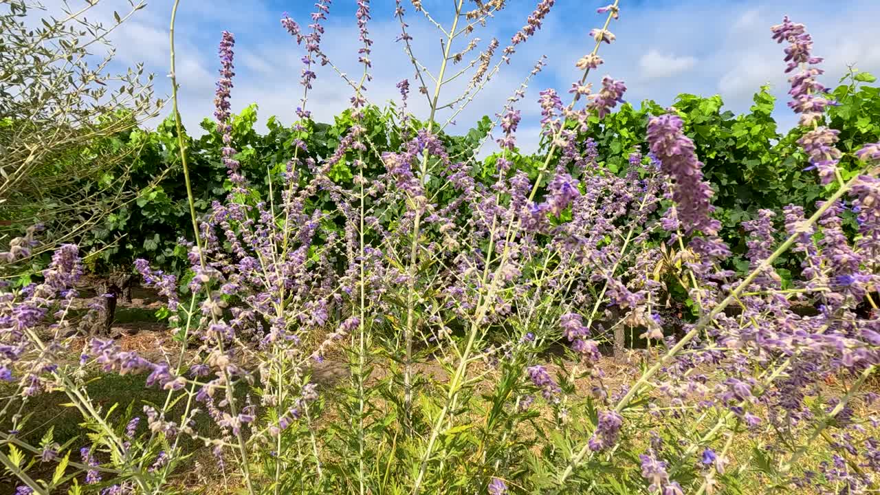 경치 좋은 포도원 에서 라벤더 꽃 이 피고 있다