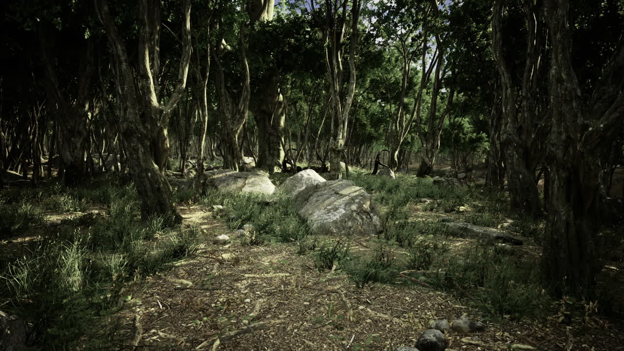 Majestic forest landscape showcasing greenery and large stones during daylight