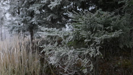 Blick-Auf-Nadelbäume,-Die-Bei-Dichtem-Nebel-Im-Hintergrund-Mit-Frischem-Zuckerguss-Bedeckt-Sind