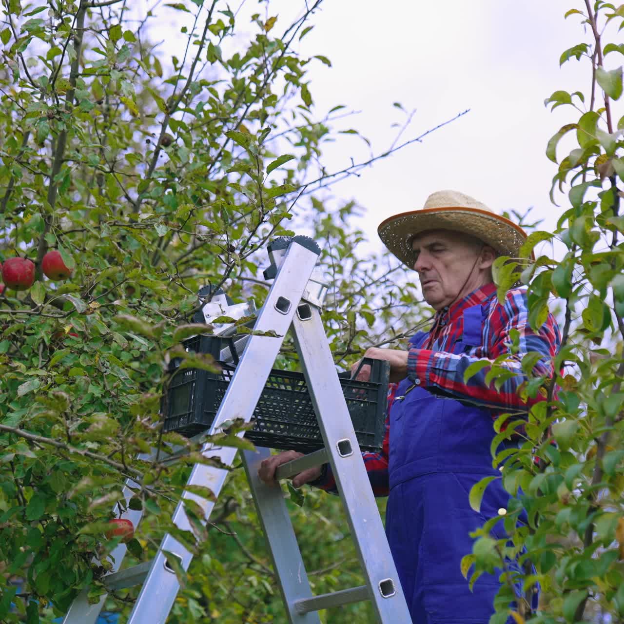 Picking juicy apples from tree branches. Apple harvesting by farmer from the tree