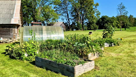 sunny backyard garden with raised beds and a greenhouse next to a wooden building