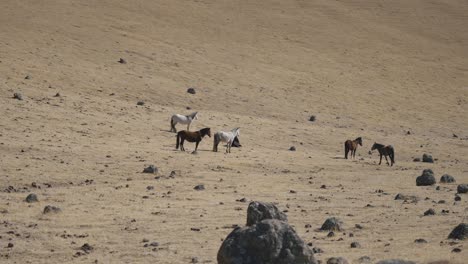 still drone shot of wild horses herd while feeding on andean mountain grass fields in argentina