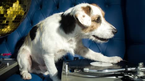 Hund-Dj-4k-24