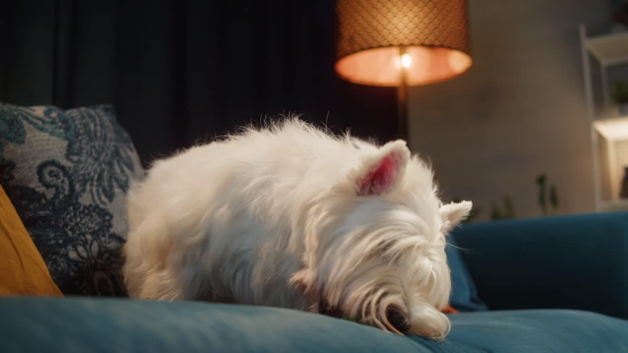 White Westie Dog Chewing on a Toy Ball on a Sofa