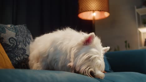 white westie dog chewing on a toy ball on a sofa