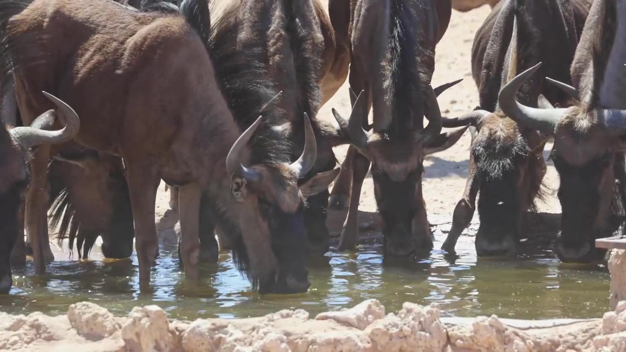Medium nærbilde av en flokk blå gnu som drikker ved et vannhull i det tørre landskapet i Kgalagadi Transfrontier Park.