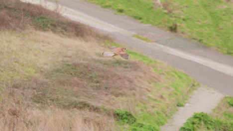4k cinematic slow motion wildlife shot of a kestrel falcon flying in the sky, looking for a prey to catch.