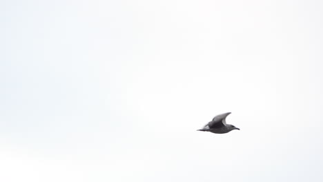 -A-Gull-Soared-Gracefully-Through-the-Vast-Cerulean-Skies---Aerial