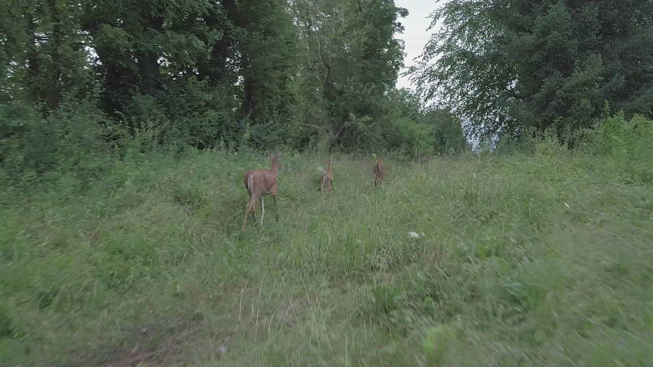 siguiente disparo de ciervo en el área del bosque