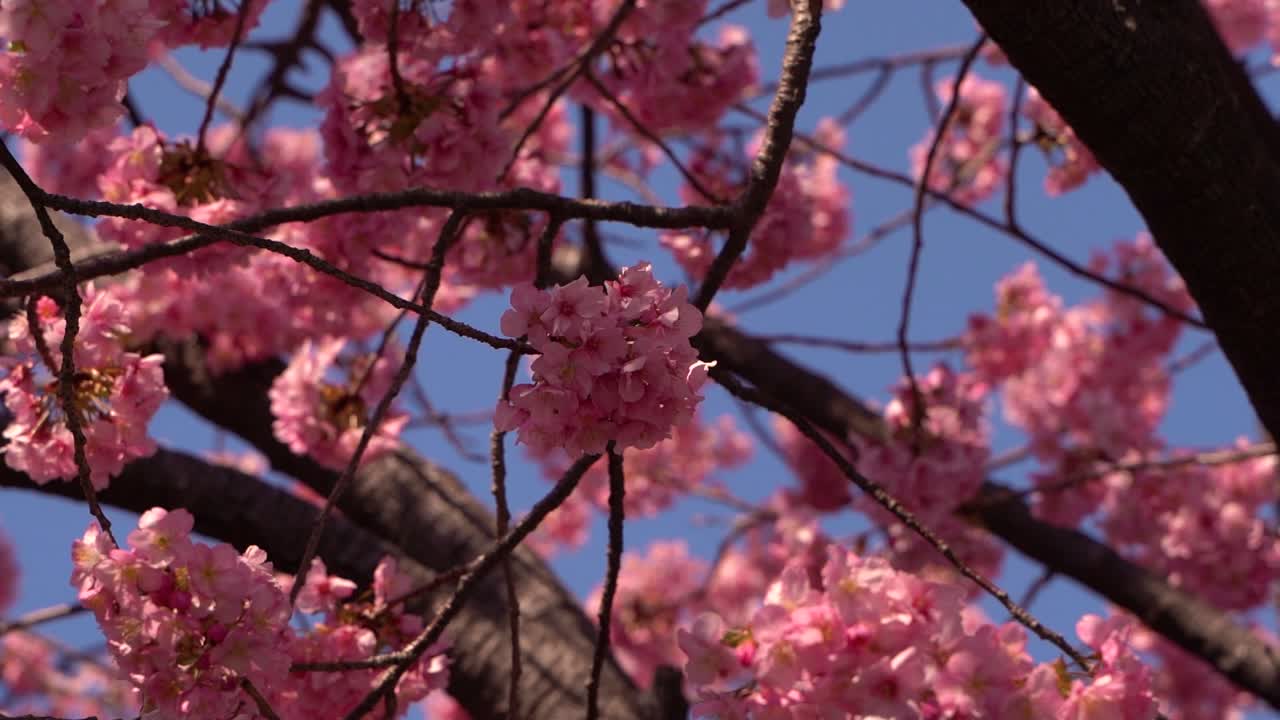 follaje denso de flores de cerezo rosa sakura contra el cielo azul