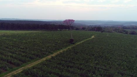 Panoramic-view-of-a-yerba-mate-plantation-with-a-magnificent-solitary-pink-lapacho-tree-at-its-center