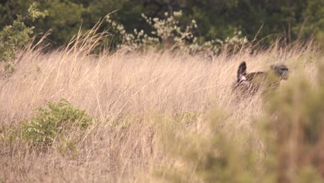 cape baboon monkey walking in long grass in african savannah