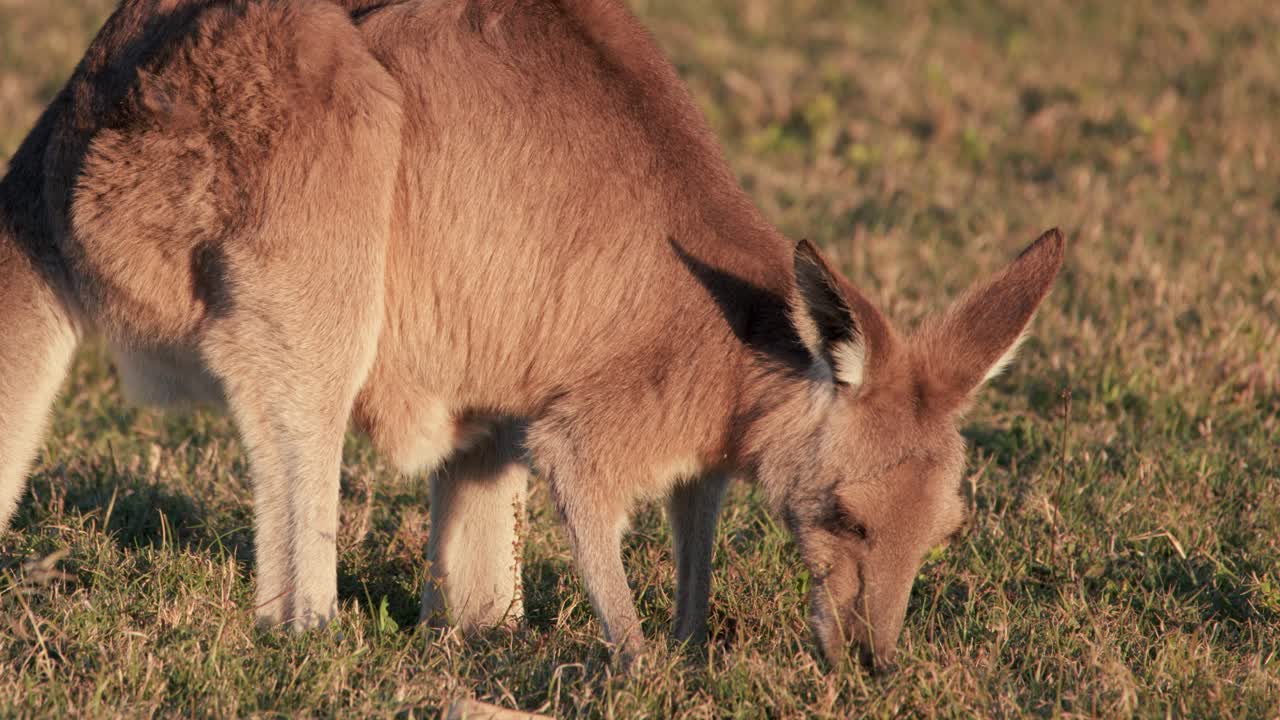 An eastern grey kangaroo calmly grazes on open grassland in warm natural sunlight, captured in a steady medium close-up with soft, golden hour lighting