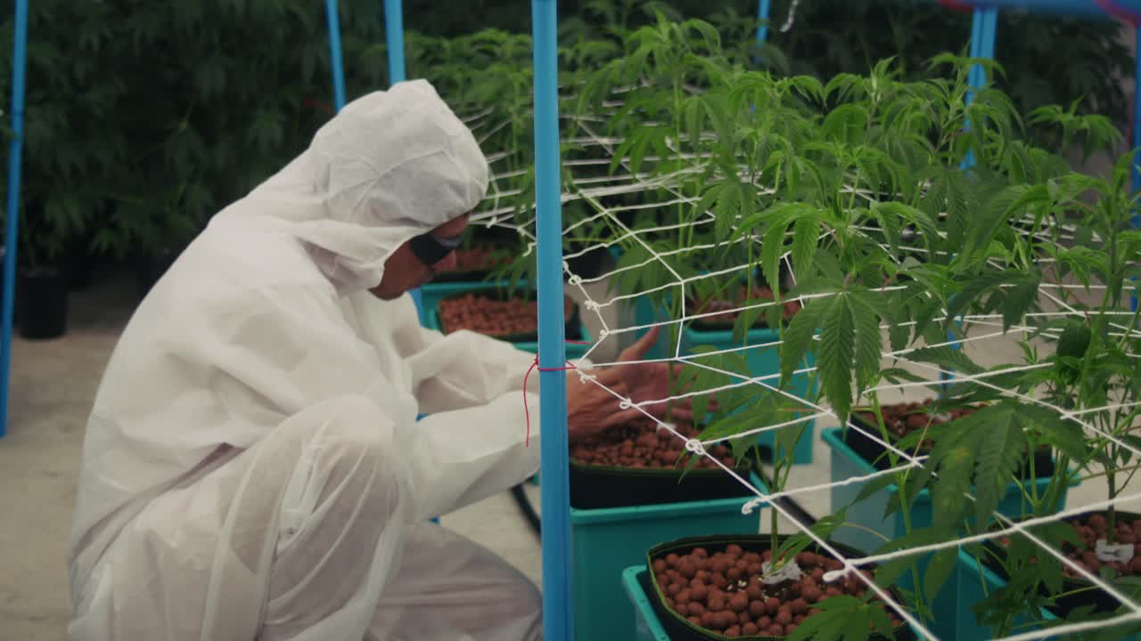 Cannabis Plant Care in a Controlled Environment