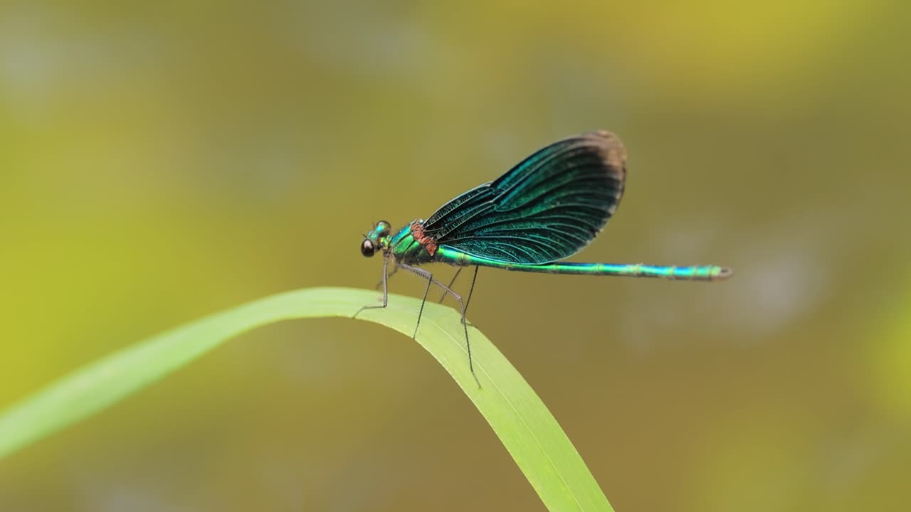 la hermosa demoiselle (calopteryx virgo) es una damselfly europea perteneciente a la familia calopterygidae. a menudo se encuentra a lo largo de aguas de flujo rápido donde está más en casa.
