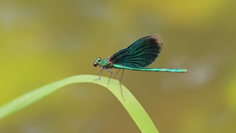 beautiful demoiselle (calopteryx virgo) is a european damselfly belonging to the family calopterygidae. it is often found along fast-flowing waters where it is most at home.