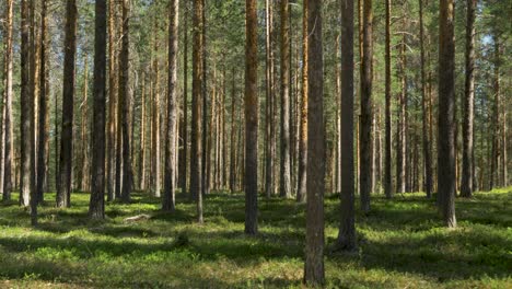 bosque sueco típico, varios pinos durante un caluroso día de verano