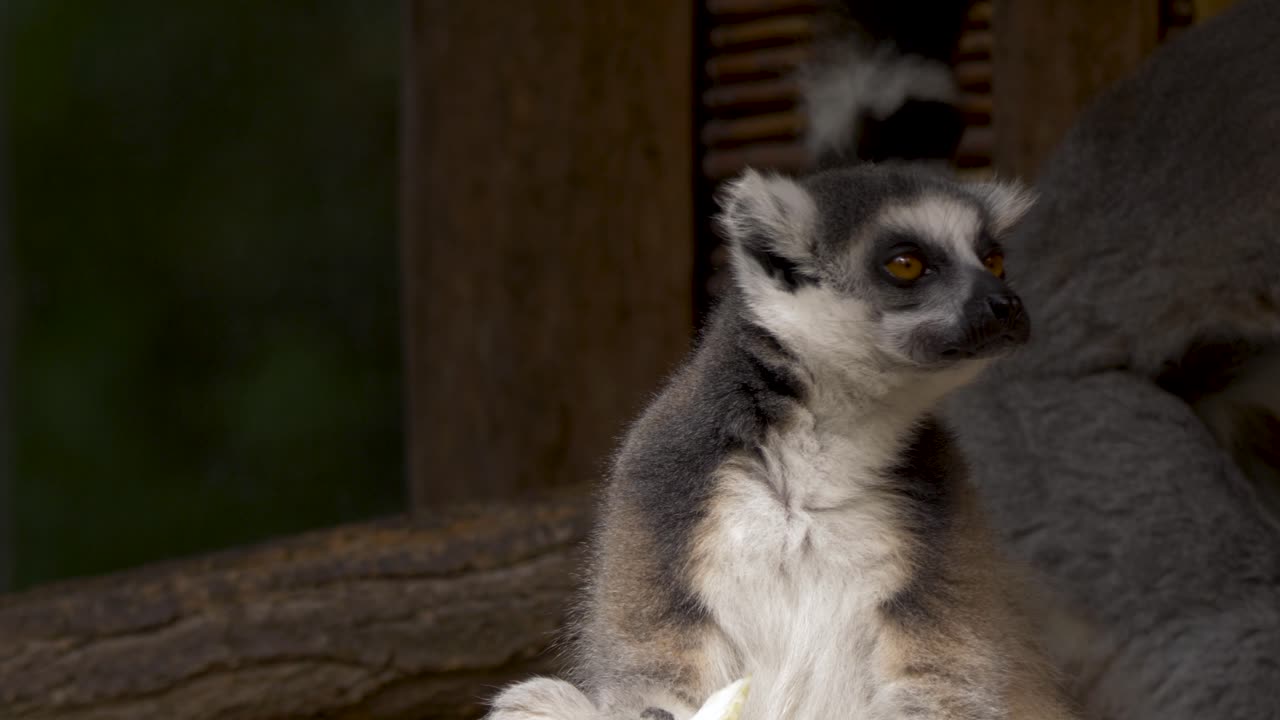 retrato de primer plano de un lémur hambriento de cola anillada comiendo fruta