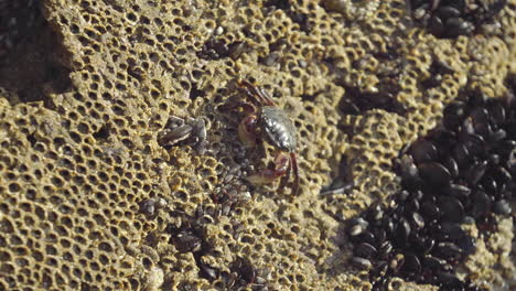 Close-Up-of-Crab-Scavenging-on-Pockmarked-Rock
