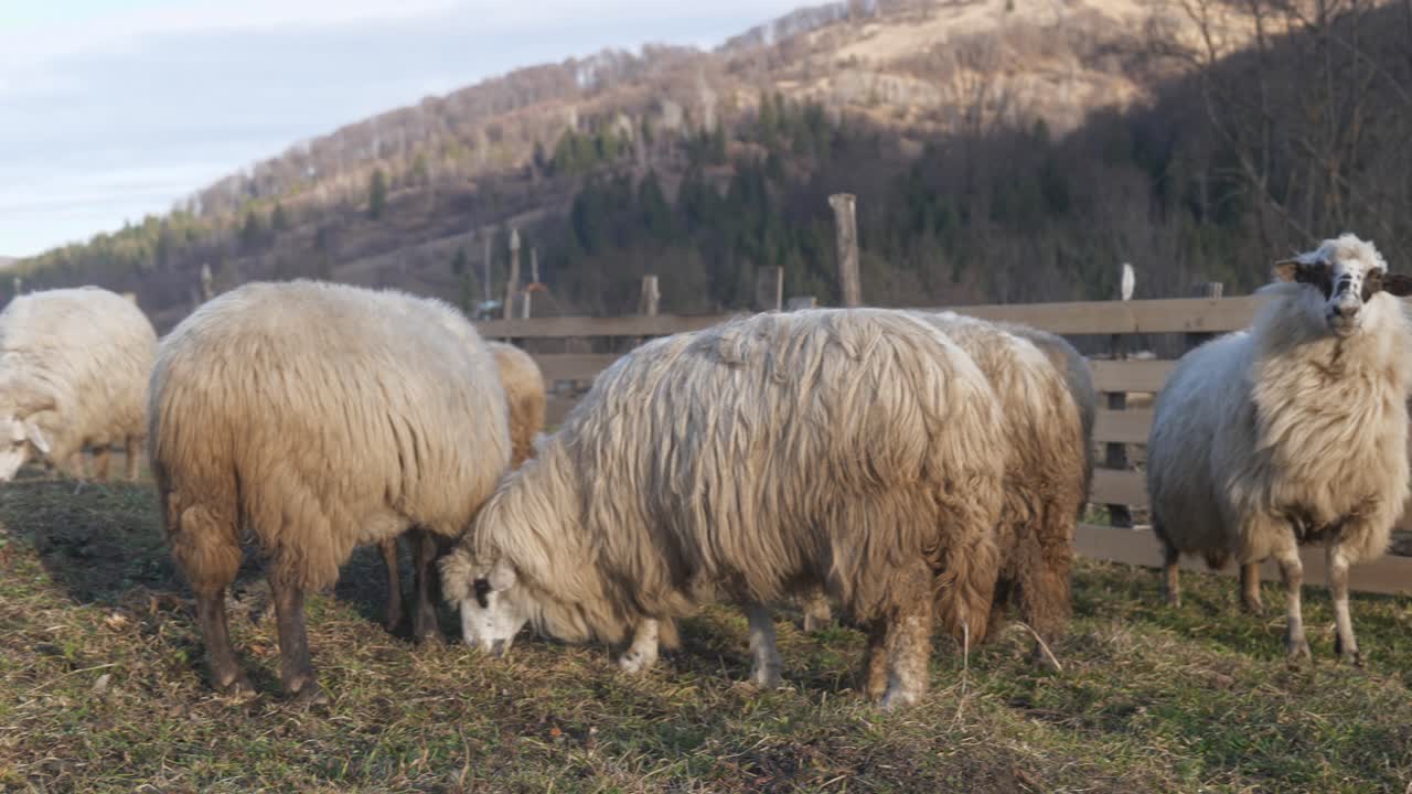 valais blacknose ovejas deambulando y pastando en la hierba dentro de la pluma con montañas en el fondo