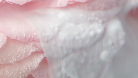 pink rose with creamy texture