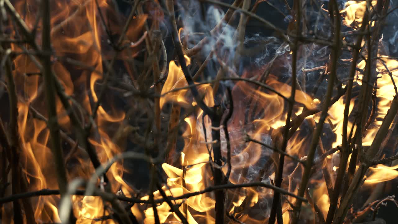 Burning Branches