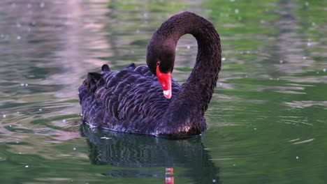 Schwarzer-Schwan-Schwimmt-Im-Wasser