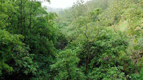 Volando-A-Través-Del-Dosel-Verde-De-La-Jungla-En-Las-Montañas-De-Los-Ghats-Occidentales-De-La-India