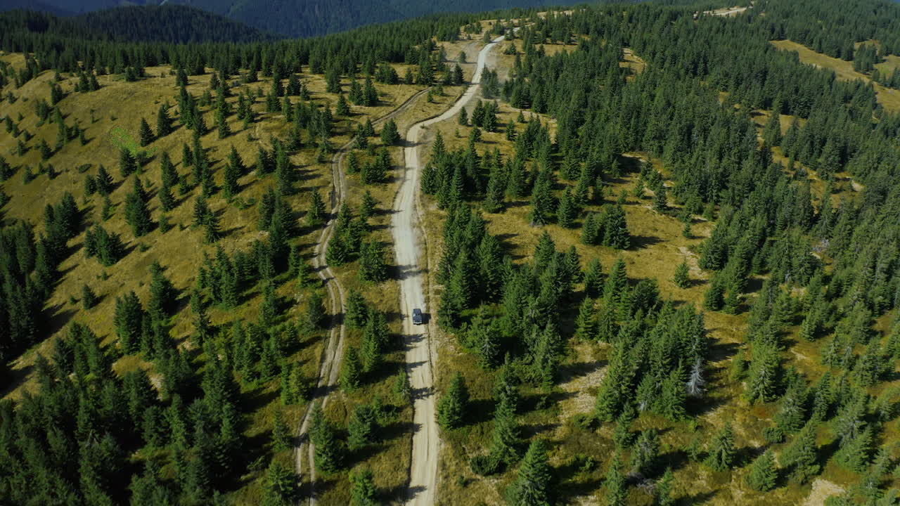 산길에서 차를 몰고 세이아 나무를 통해 보입니다.