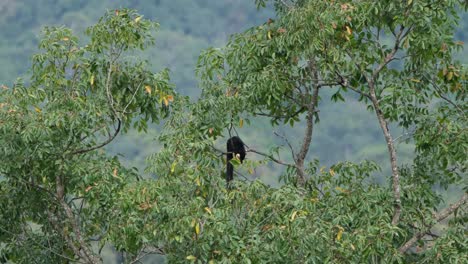 ardilla gigante negra, ratufa bicolor vista en una rama alcanzando algunas frutas mientras el viento sopla moviendo el árbol al lado de una ladera de montaña, parque nacional kaeng krachan, tailandia